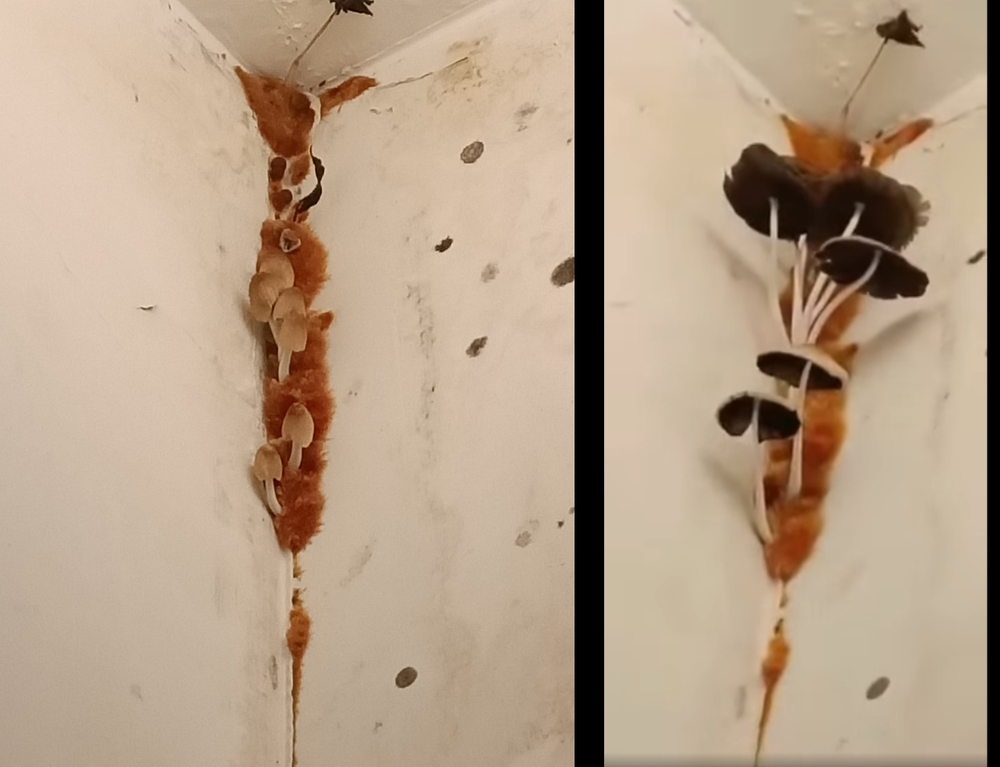 2萬2租台中一房一廳！租客見牆角竟竄「整排香菇」崩潰