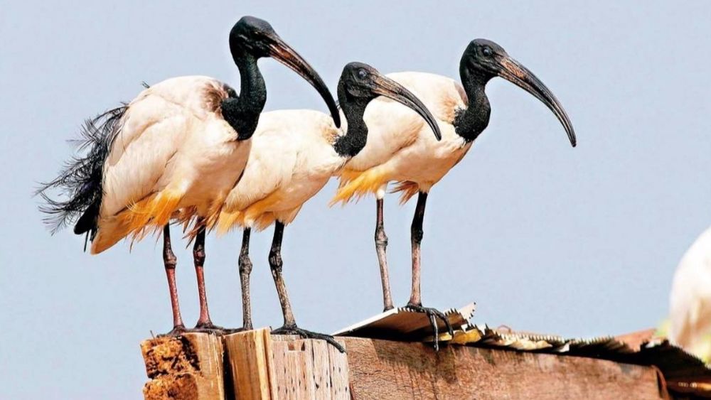 "埃及聖䴉"花蓮首現蹤! 縣府力促清零