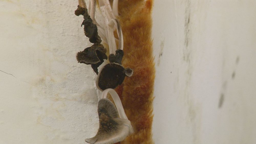 女入住台中七期豪宅 牆壁漏水長香菇