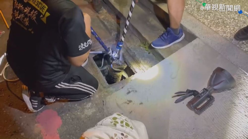 竹北逃家鱷魚玩2天 藏水溝被抓到了