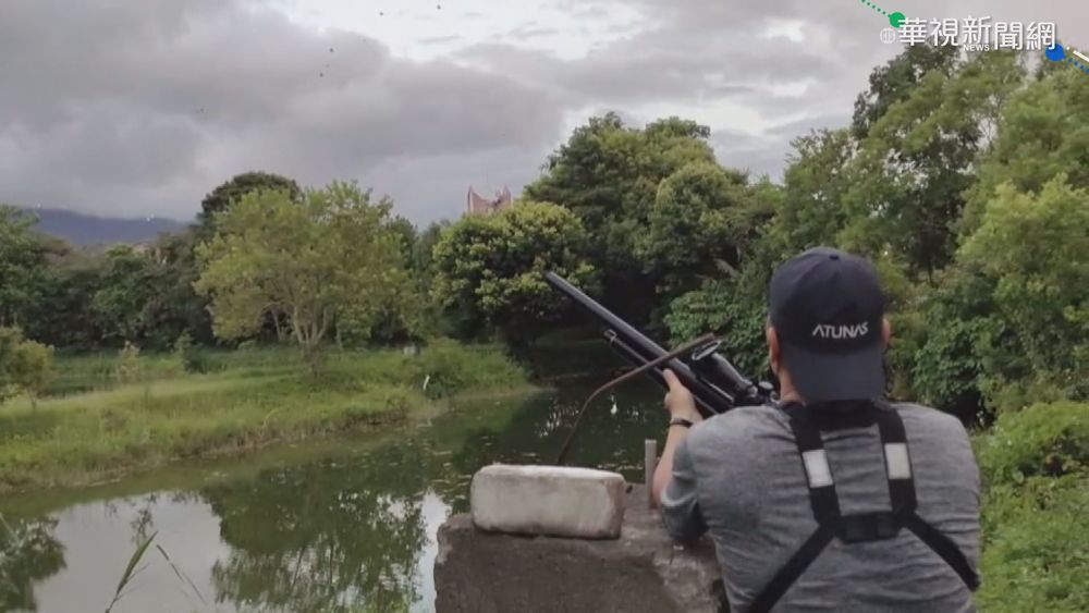 現蹤花蓮不到3天 外來種埃及聖䴉清零