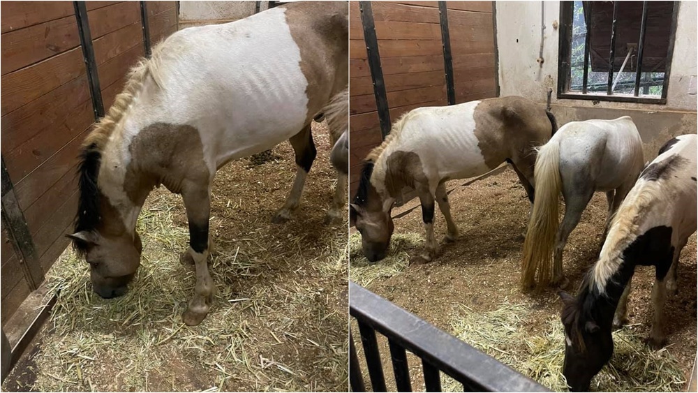 涉虐待馬匹、無照展演 春天農場挨罰10萬移送法辦