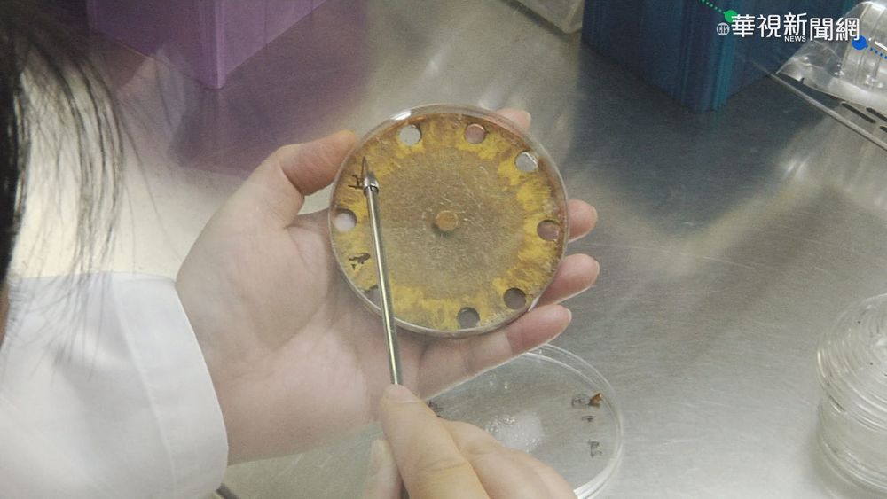 興大新發現! "樟芝酸"可有效預防新冠