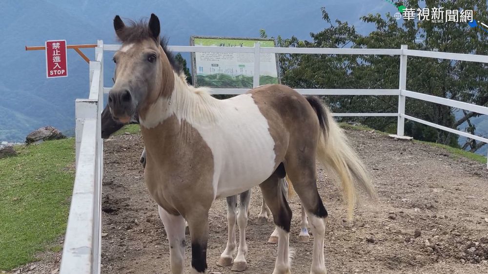 龜山農場傳虐馬 清境收容4瘦弱馬匹