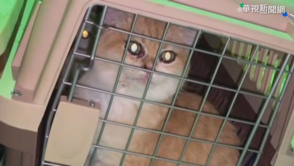 主子落難! 250隻名貴貓咪淪為偷渡客