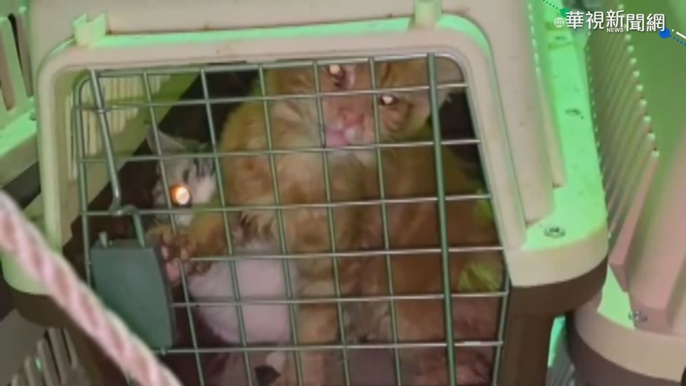 救不回來! 154隻走私貓已全數安樂死