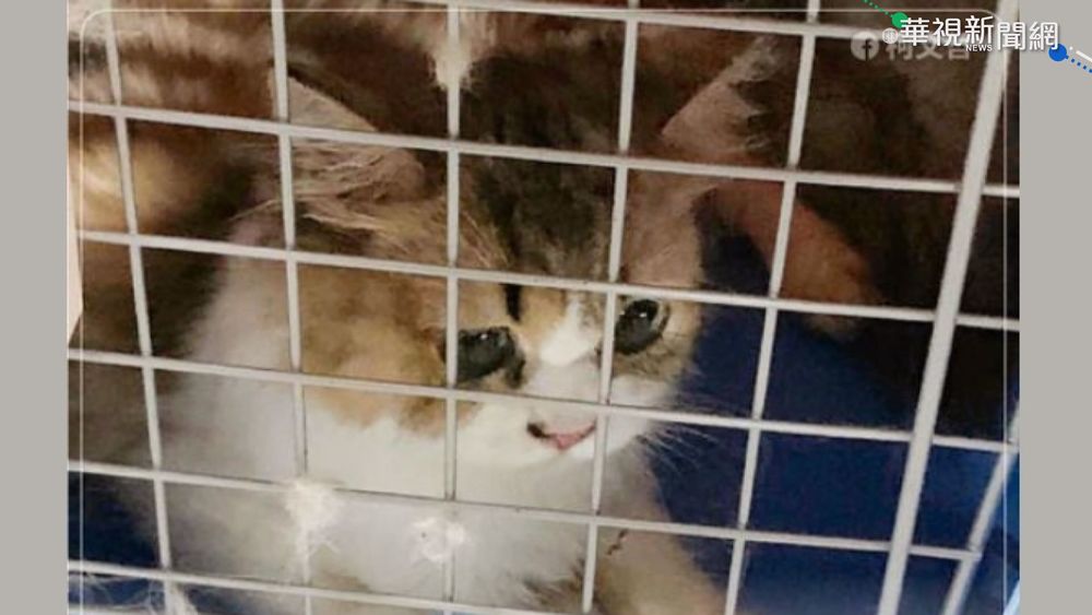 154走私貓安樂死 總統:令人痛心允修法