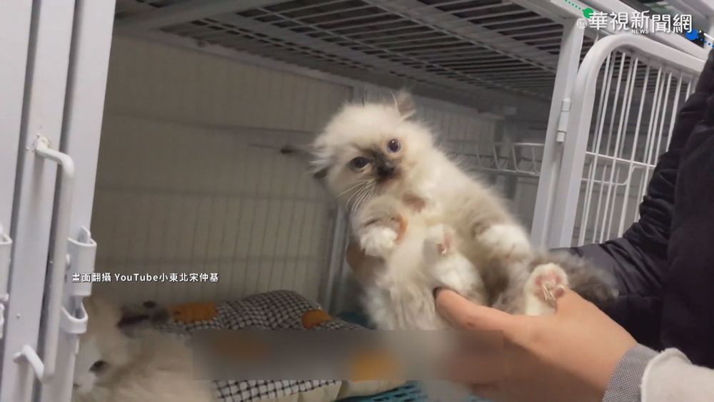 走私貓安樂死 陳吉仲:我決定的我負責