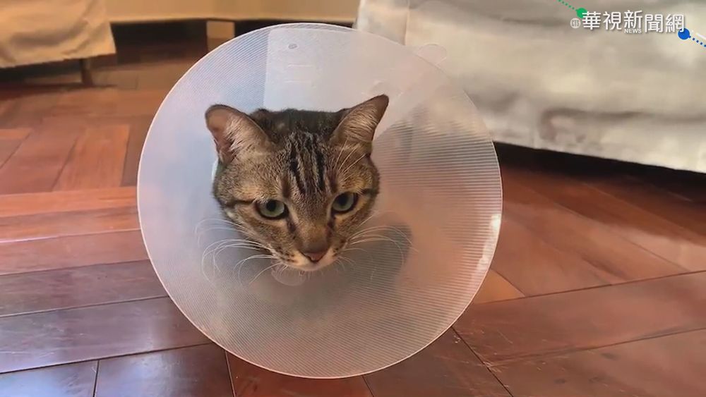 154隻走私貓遭安樂死 總統:難過盼修法