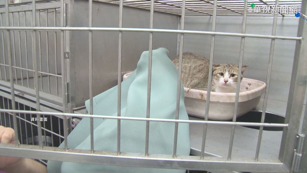 走私貓被安樂死 立委盼修法提高刑責