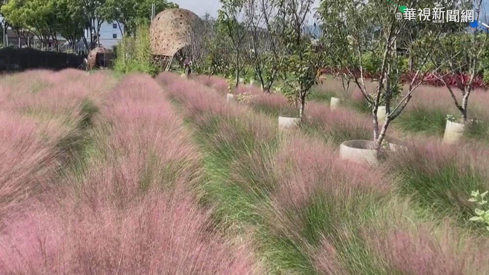 美麗的陷阱... "粉黛亂子草"威脅本土植物