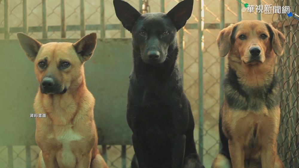 終結黑心犬貓繁殖場 立委籲溯源管理