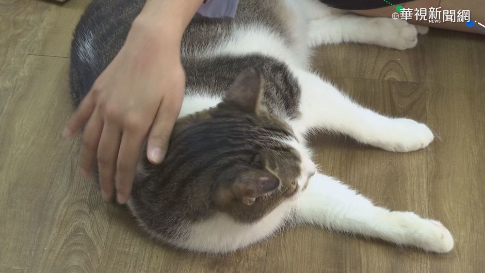 幫助貓咪找到家 農業循環經濟助小農