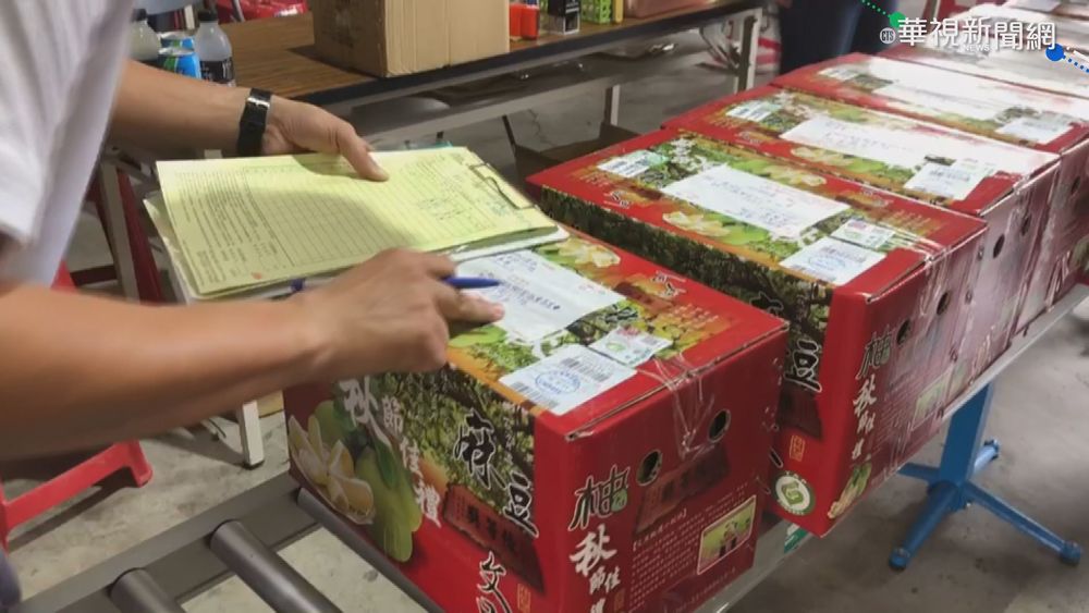 麻豆文旦大豐收! 郵局設產地收寄處