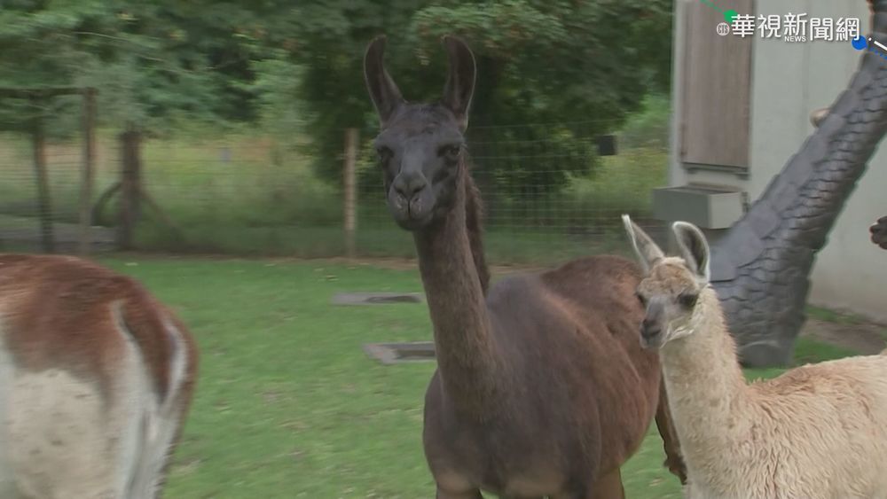 羊駝抗體有望抗新冠! 將進入臨床試驗