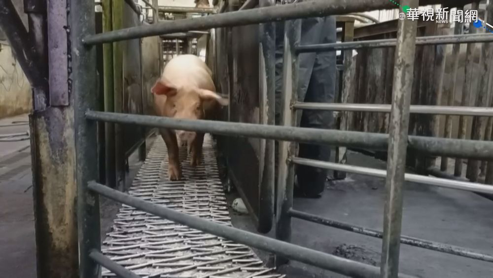 雲林肉品市場開市 急切割走私越南豬