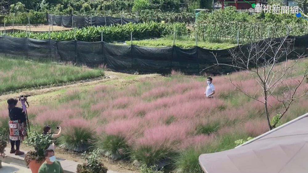 粉黛亂子草將剷除 遊客搶拍照留念