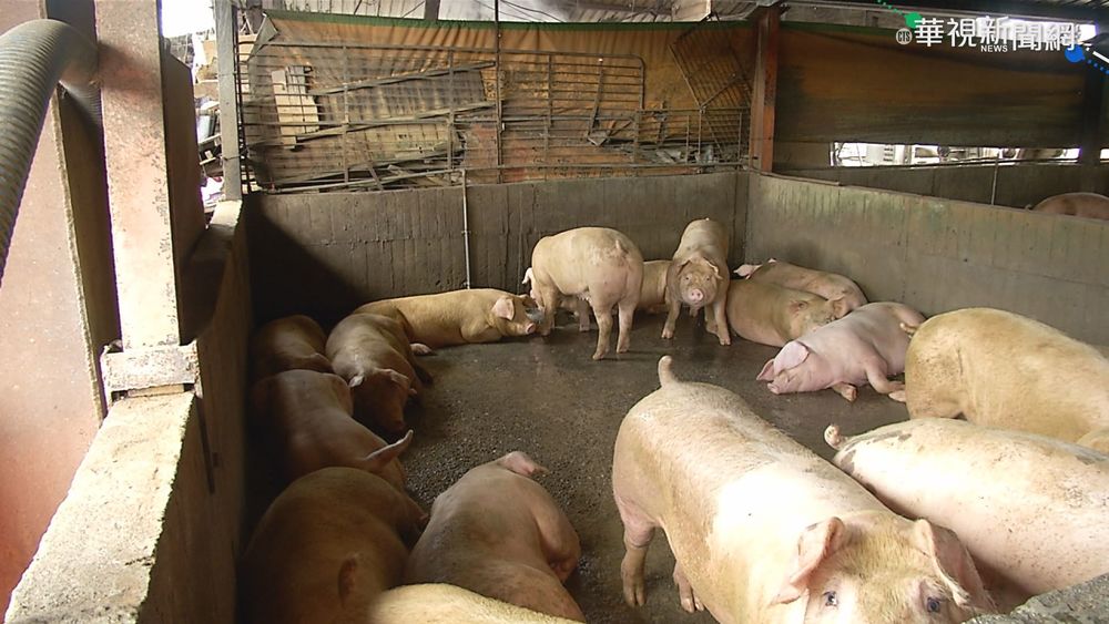 非洲豬瘟驗出4陽性 陳吉仲:守住畜牧場