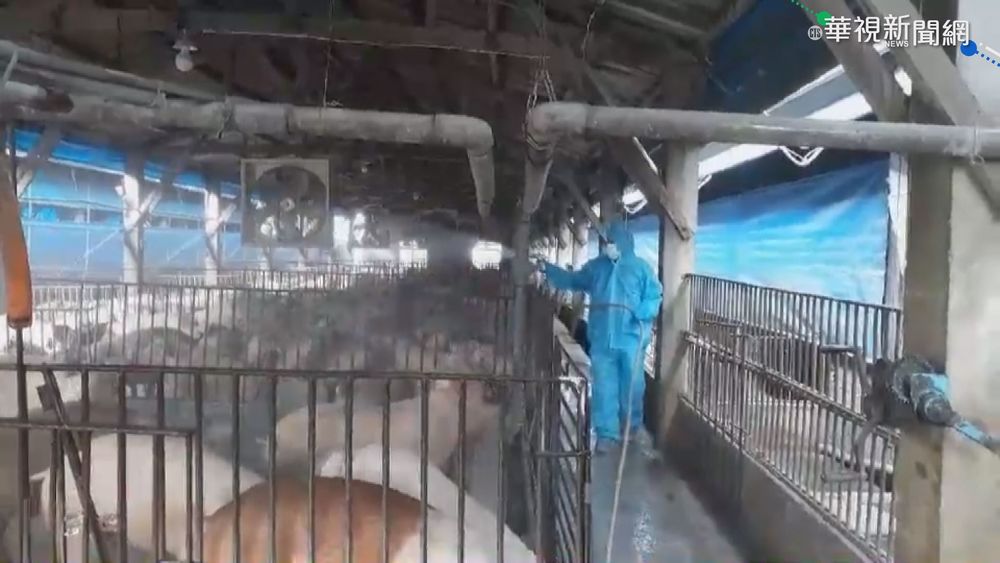 越南肉製品有非洲豬瘟 高市追上游