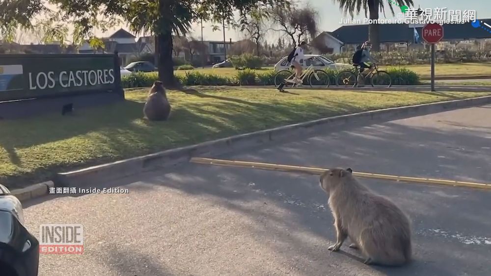水豚滿街跑 阿根廷富人區變動物園