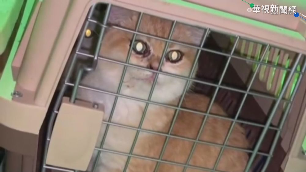 走私害死154隻貓 主嫌竟是海巡前隊員