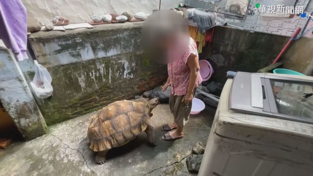 嬤大街遛烏龜 民眾搶拍逗趣模樣