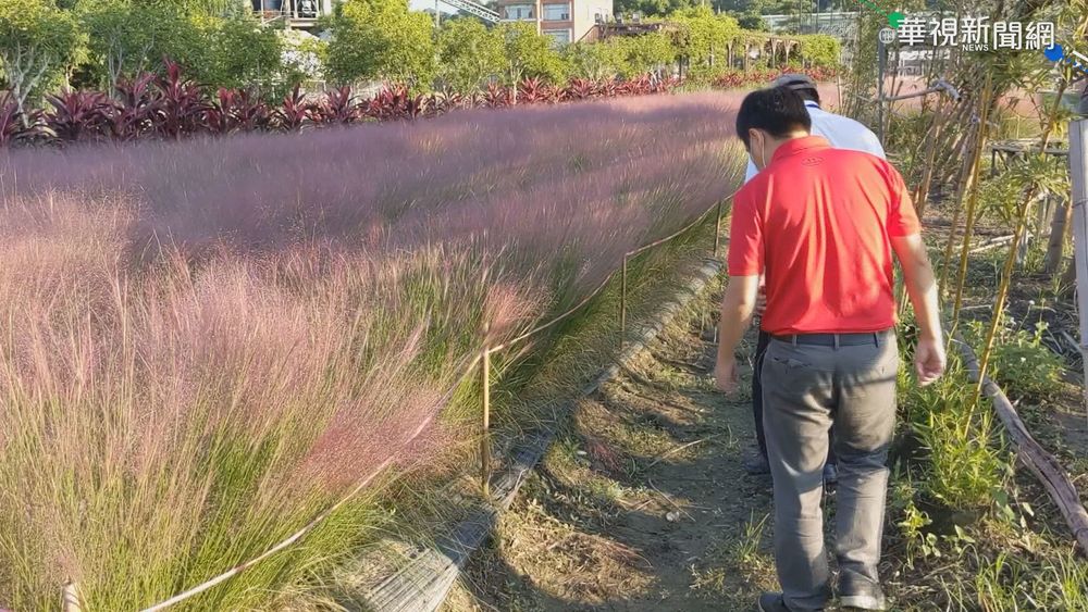 粉黛亂子草恐傷生態 專家巡查防擴散