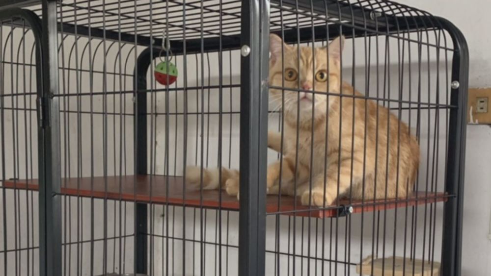 涉嫌154隻走私貓 林姓寵物業者遭羈押