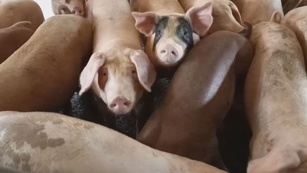 防堵非洲豬瘟!禁用廚餘餵養 彰化跟進