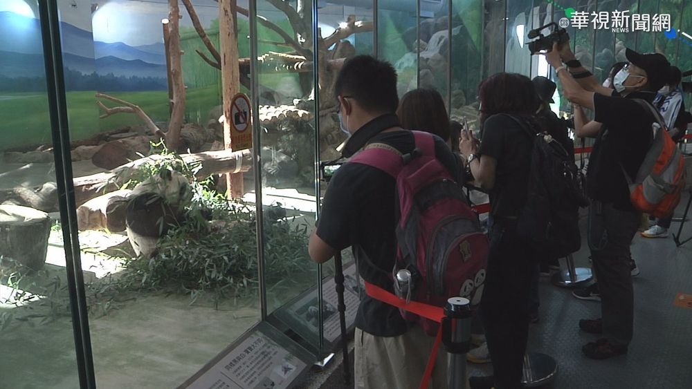 動物園開放4場館 "圓寶"超萌亮相