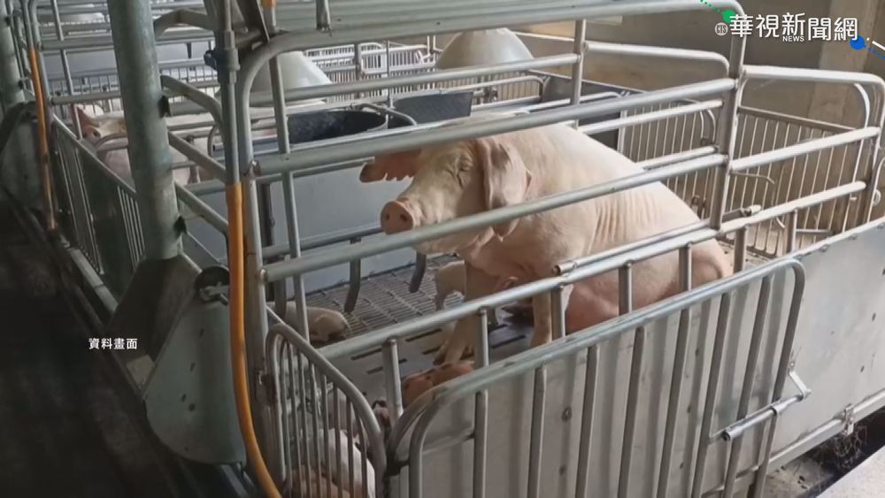 防堵非洲豬瘟! 9/1起養豬戶禁廚餘餵豬