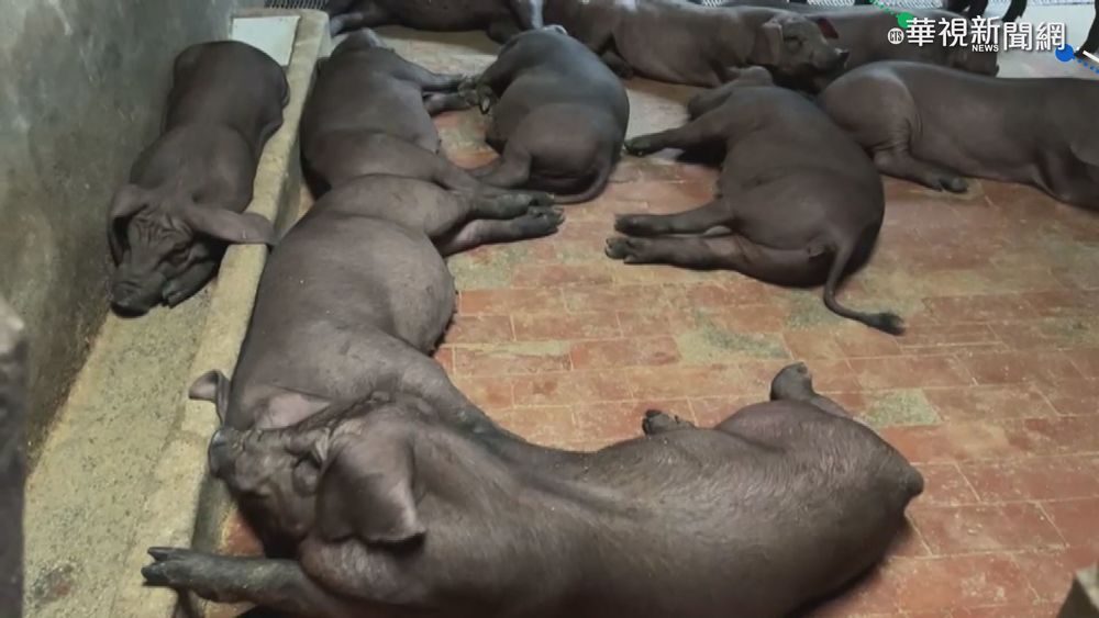 防非洲豬瘟 外縣市廚餘今起禁入屏東