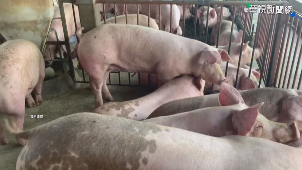 防非洲豬瘟擴散 廚餘今起禁入養豬場