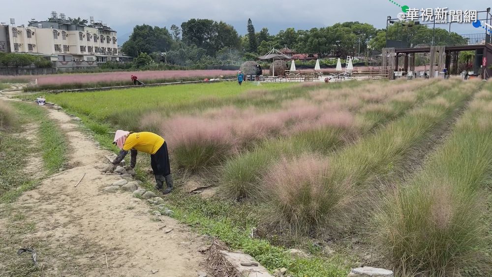 粉黛亂子草封園 遊客撲空鐵欄外搶拍