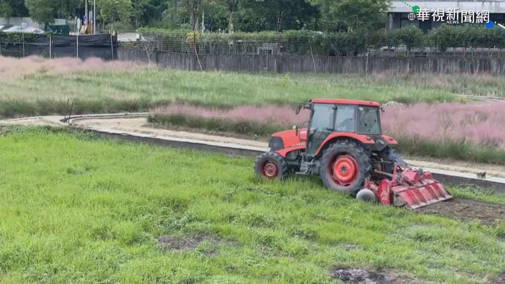 粉黛亂子草危生態 南投集集封園剷除