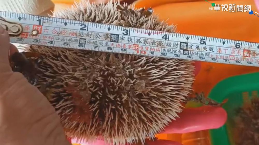 澎湖海膽1顆賣500? 撬開遭疑強迫買單