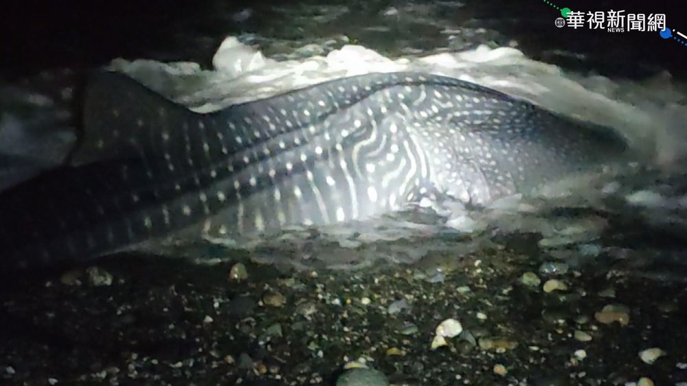 4公尺長鯨鯊擱淺台東 民眾通報救援