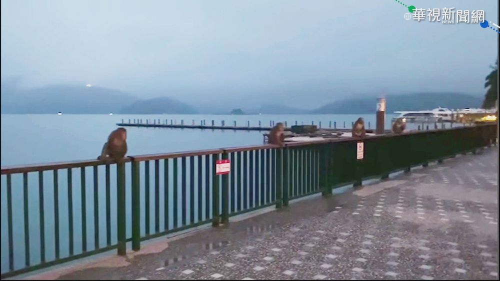 4獼猴佔地為王!闖日月潭碼頭嚇遊客
