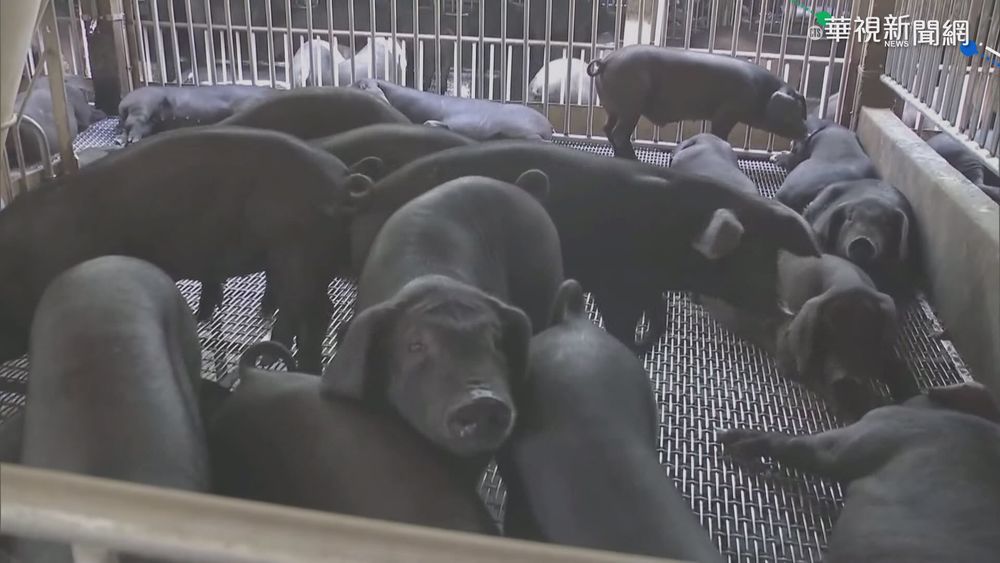 禁廚餘餵豬首日 陳吉仲新竹實地視察