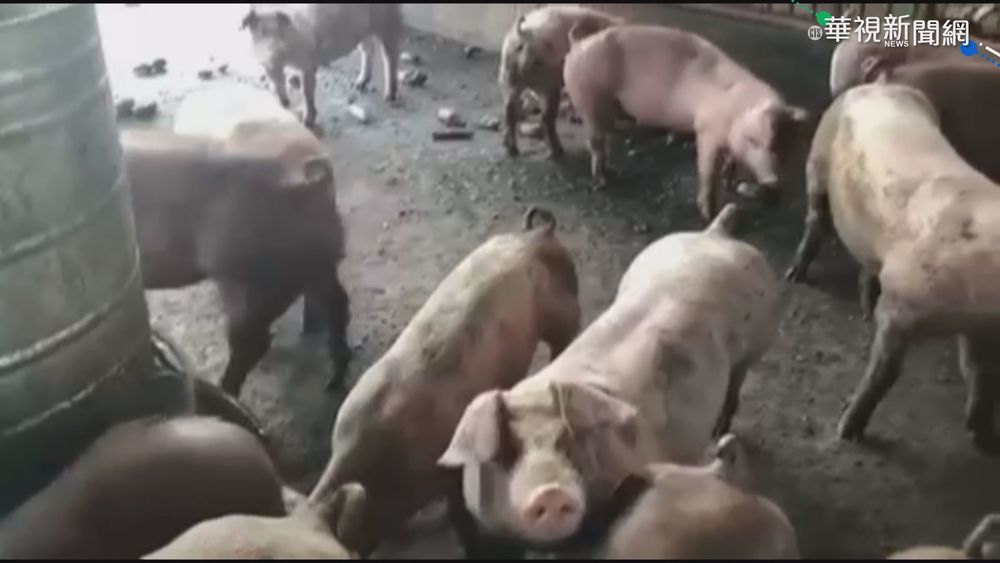 嘉縣稽查廚餘養豬 開罰9場共45萬元