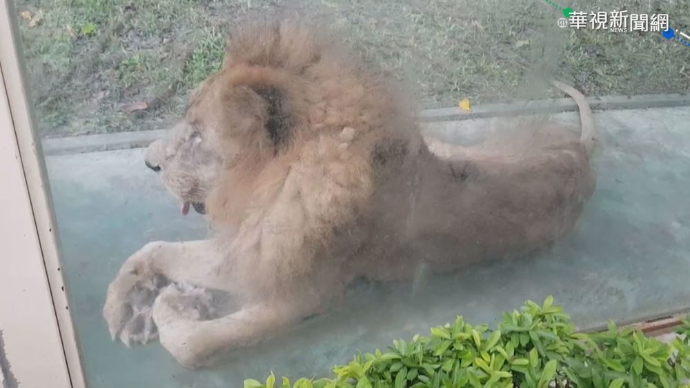 高雄知名農場被爆虐待動物 羊駝病死!