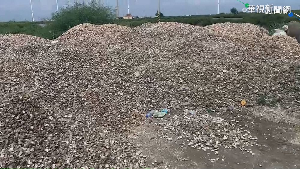 彰化3萬台斤文蛤死亡 農怨沒補助