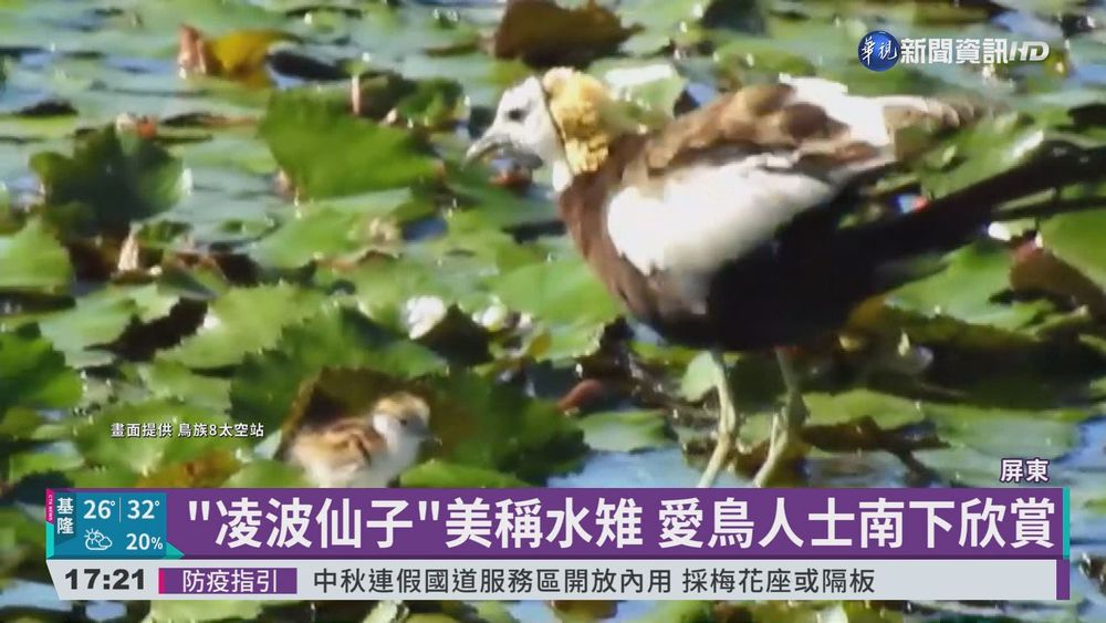 "凌波仙子"美稱水雉 愛鳥人士南下欣賞