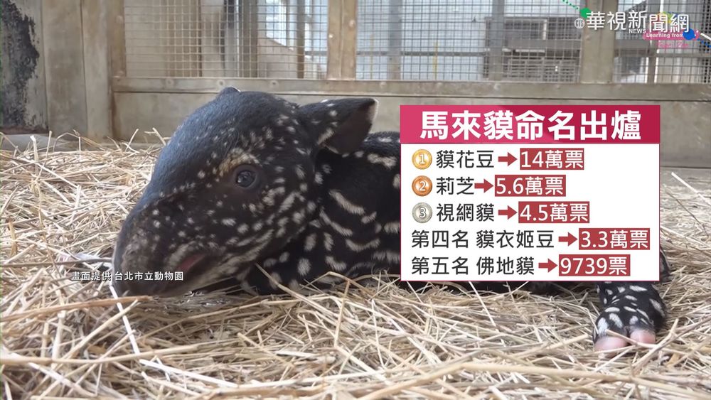 馬來貘寶寶名字出爐 "貘花豆"獲14萬票