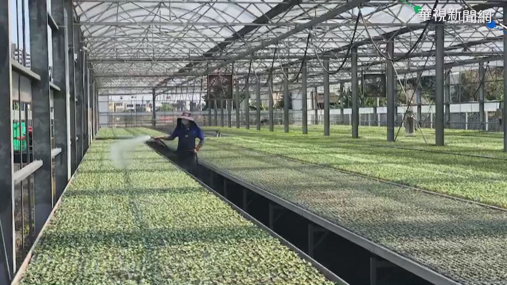 一顆漲到150塊! 農民搶種高麗菜