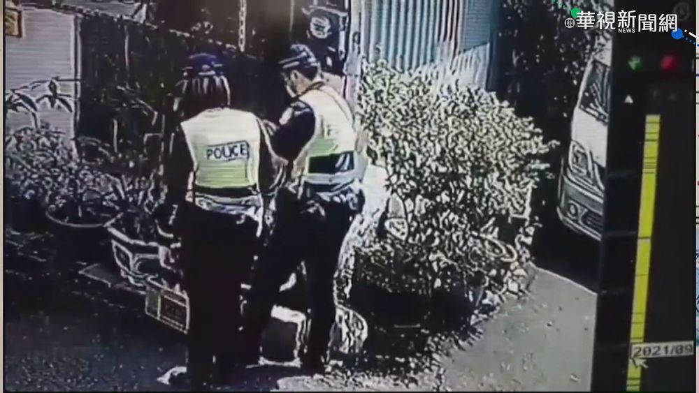 寵物豬逃家逛大街 警扮保母帶回安置