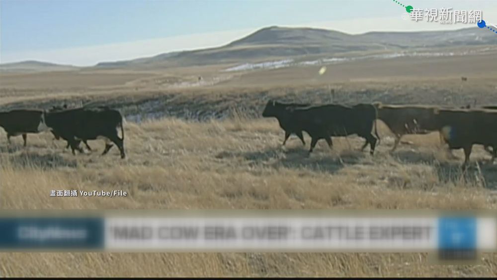 巴西現2起狂牛症 暫停向中出口牛肉