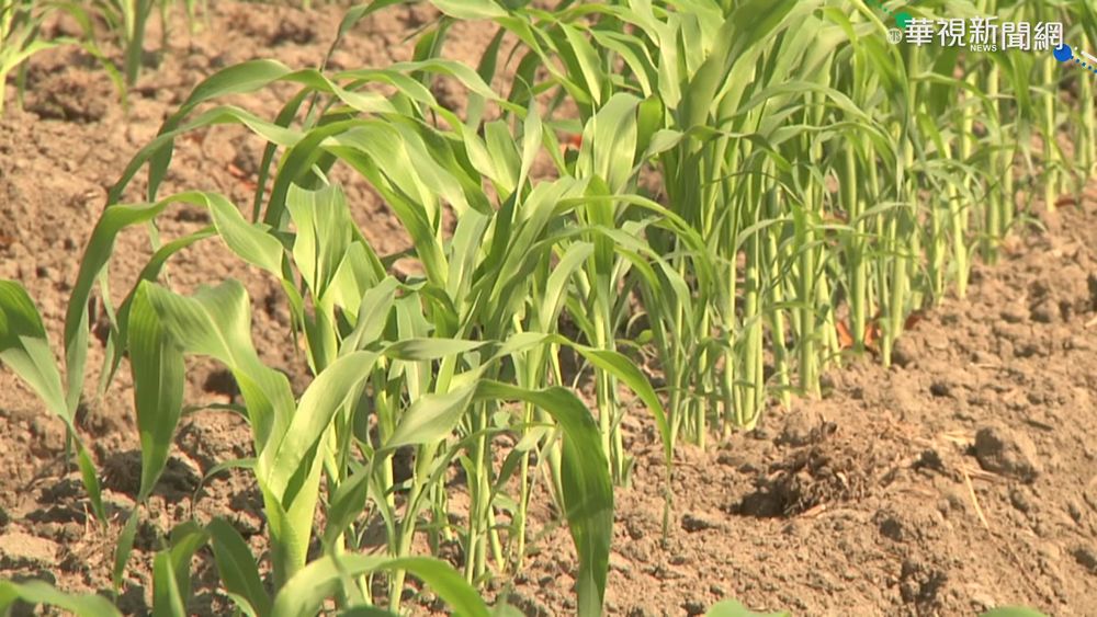 阻擋地層下陷 雲林種省水高粱救高鐵