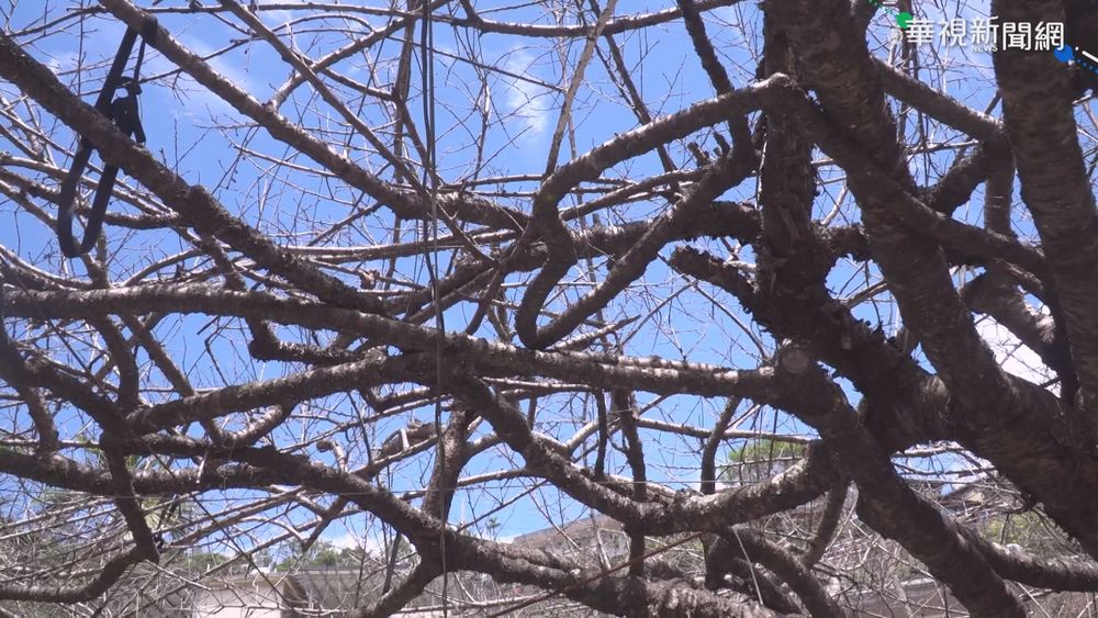 屏東霧台櫻花王凋零老化 賞花再等等