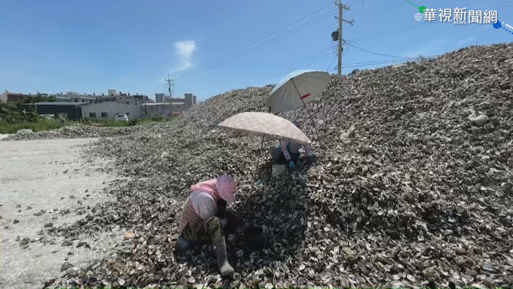 蚵棚倒蚵仔狂漲! 民眾撿蚵底賺外快